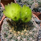 Gymnocalycium hyptiacanthum leeanum ©JLcoll.1929.jpg